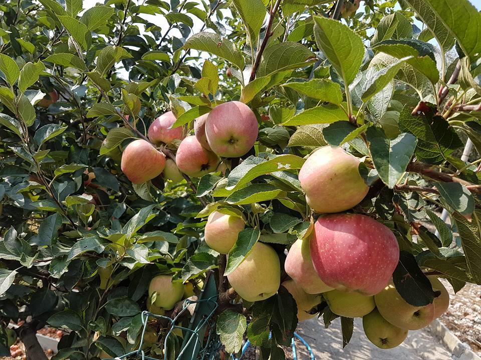 Agriturismo Al Nido Degli Aironi Sanremo Eksteriør billede